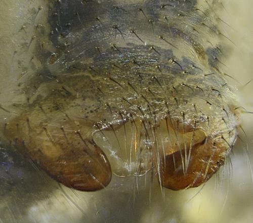 Labulla flahaulti